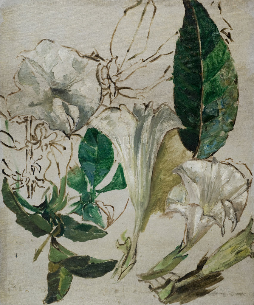 Detail of Study of Datura, c.1899-1912 by Edward Atkinson Hornel