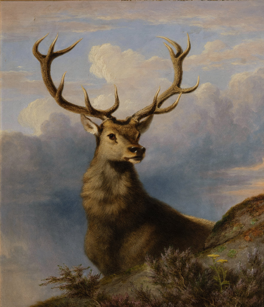 Detail of The Monarch of the Glen 1861 by James William Giles