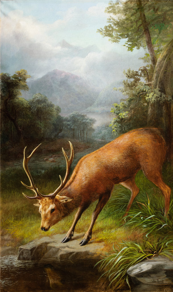 Detail of The Stag Looking into the Water by John Bucknell Russell
