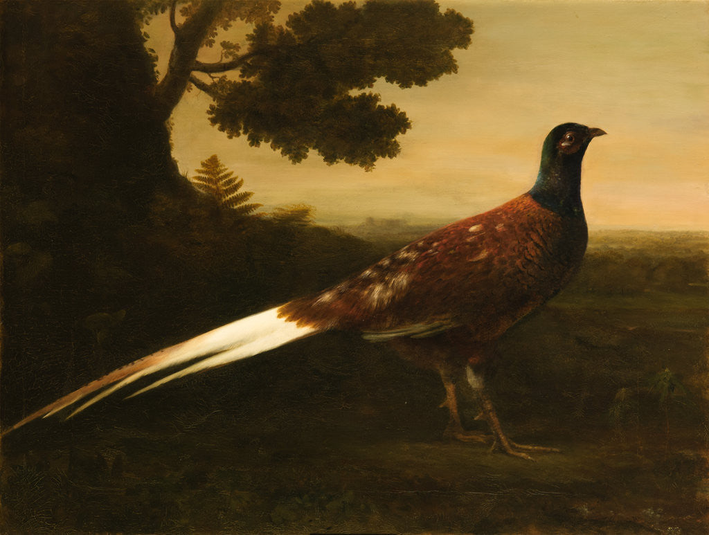 Detail of A Piebald Pheasant by George Haddo