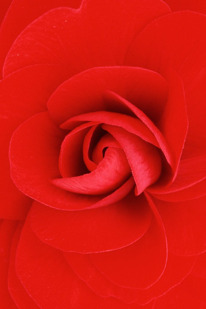 Detail of Red Pinwheel Begonia Flower by Anonymous