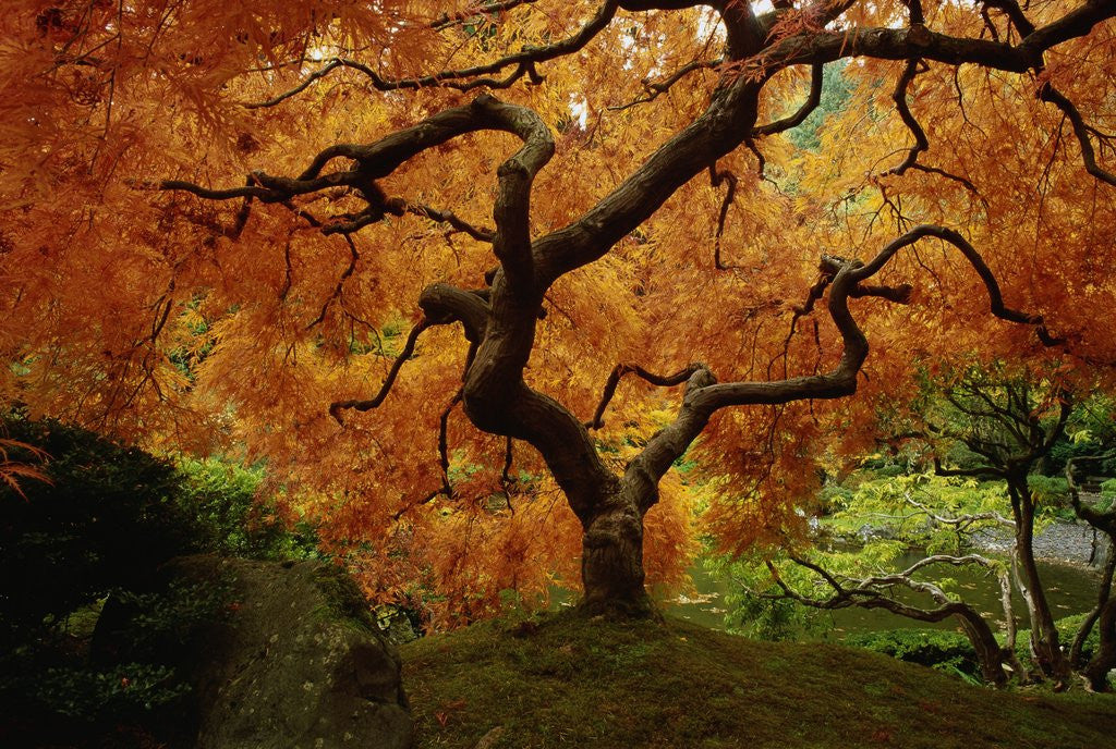 Detail of Maple Tree in Autumn by Corbis