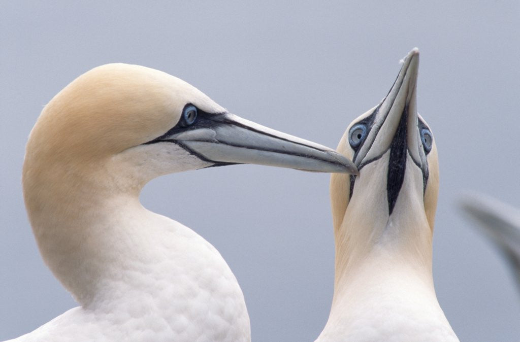 Detail of Two Northern Gannets by Anonymous