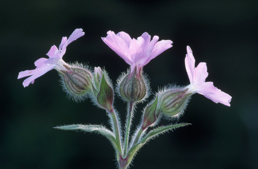 Detail of Red Campion in Flower by Anonymous