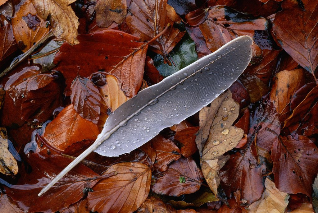 Detail of Wood Pigeon Feather Amongst Fallen Leaves by Anonymous