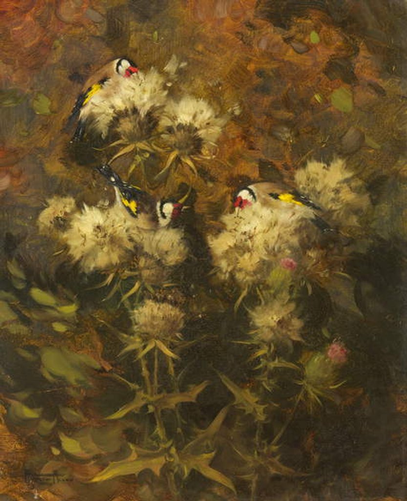 Detail of Goldfinches Feeding by Andrew Allan
