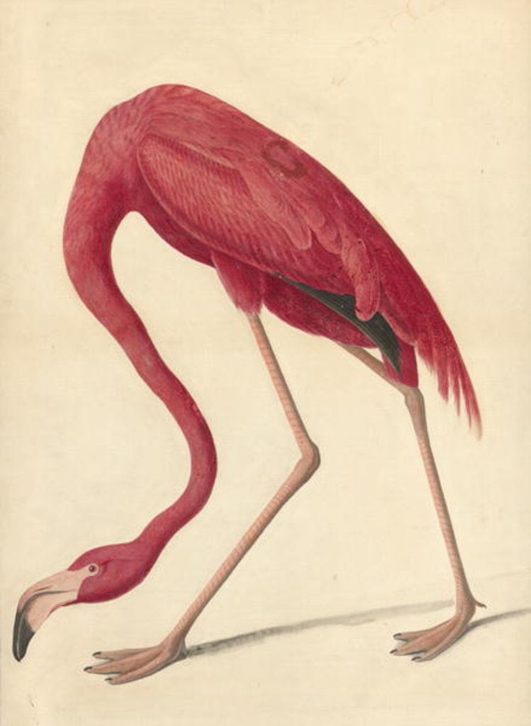 Detail of Greater Flamingo, 1838 by John James Audubon