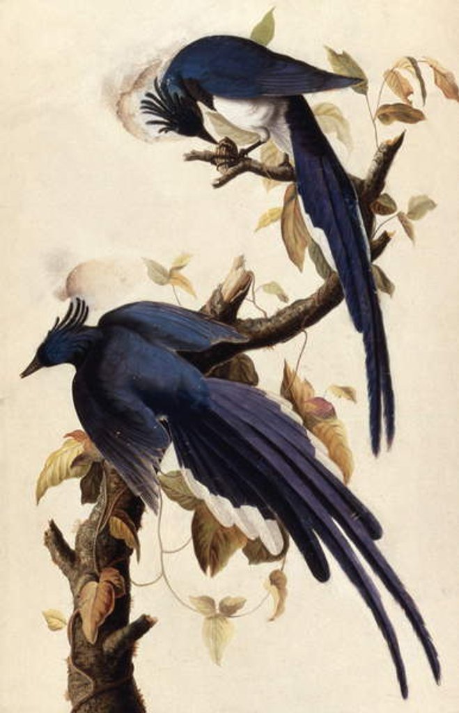Detail of Magpie Jay, 1829 by John James Audubon