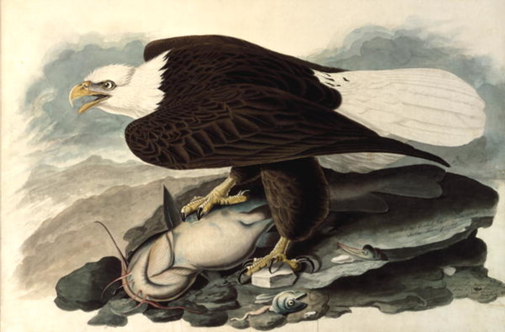 Detail of Bald Eagle, 1828 by John James Audubon