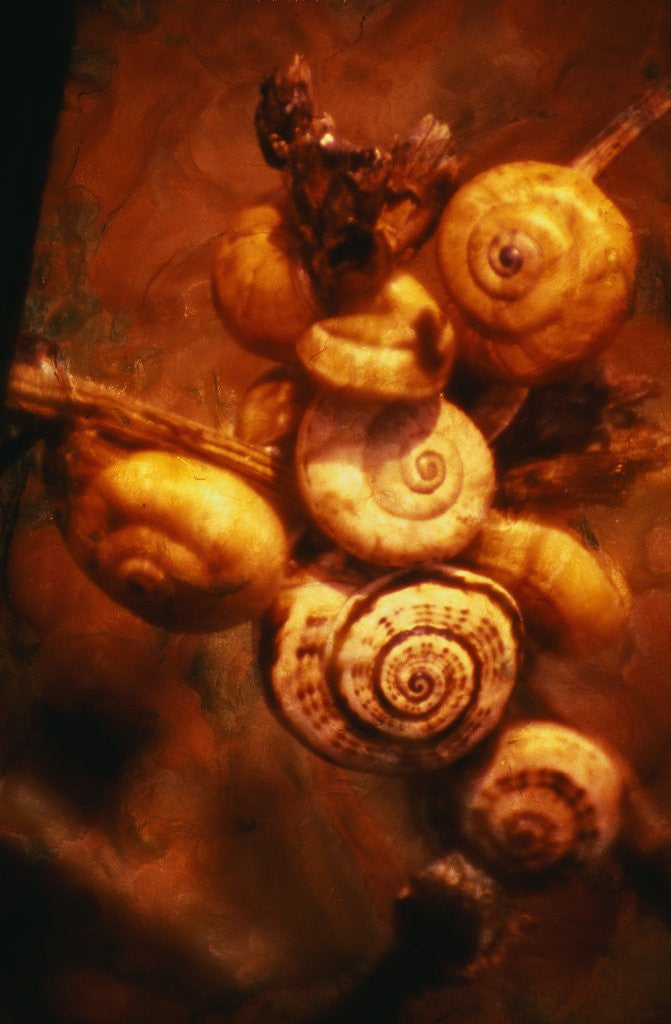 Detail of Snails by Corbis