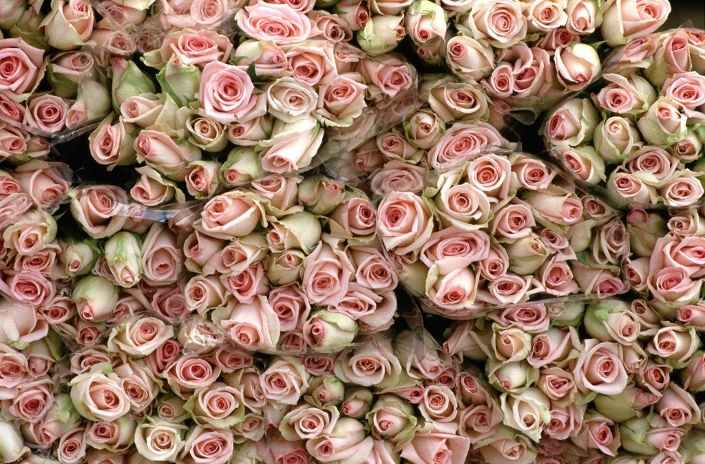 Detail of Pink and Cream Rose Bud Bunches by Anonymous