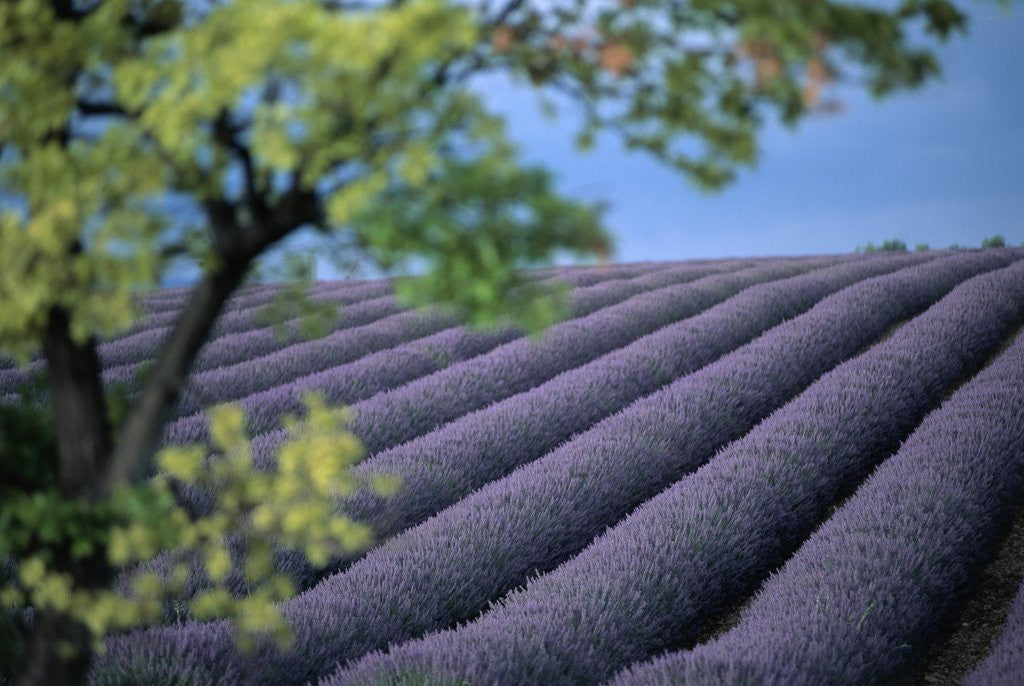 Detail of Lavender Fields in France by Anonymous