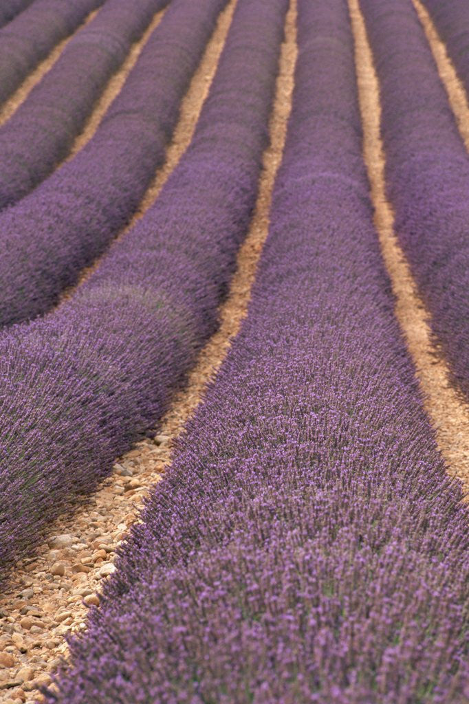 Detail of Field of Lavender by Corbis
