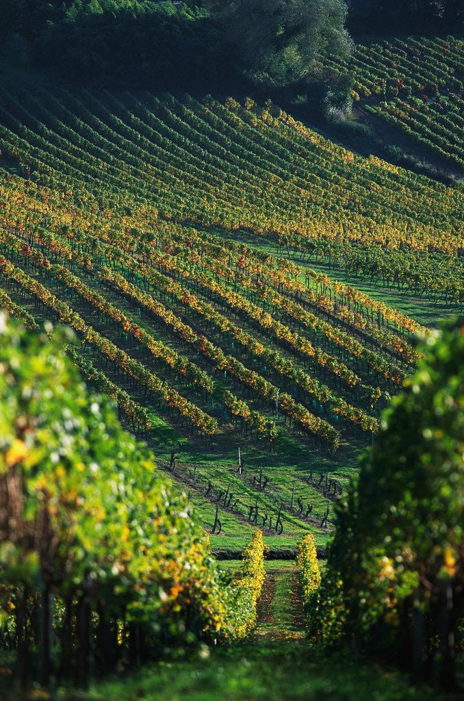 Detail of Vineyard in Entre-Deux-Mers Area by Anonymous