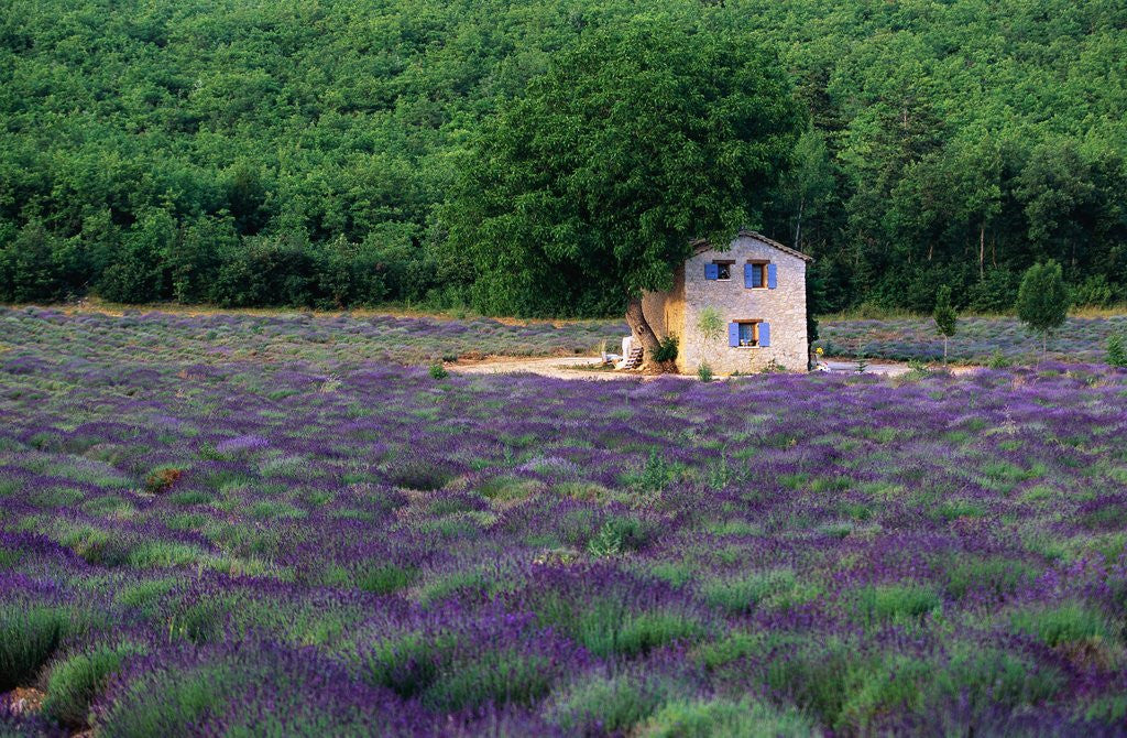 Detail of Cottage in Field of Lavender by Anonymous