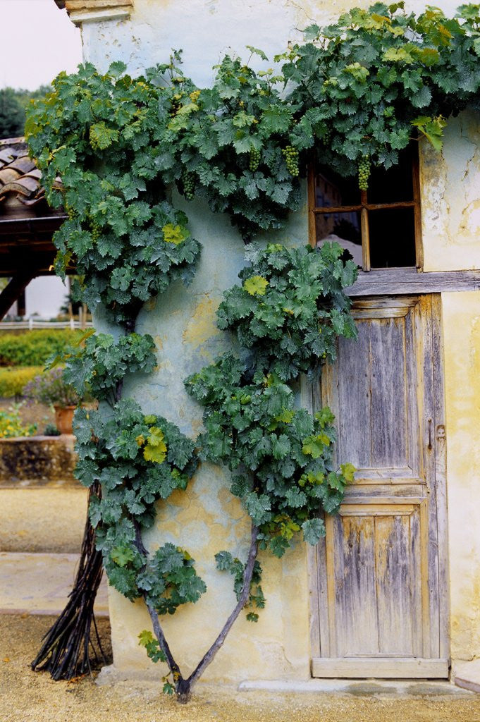 Detail of Grapevines Growing on House by Corbis