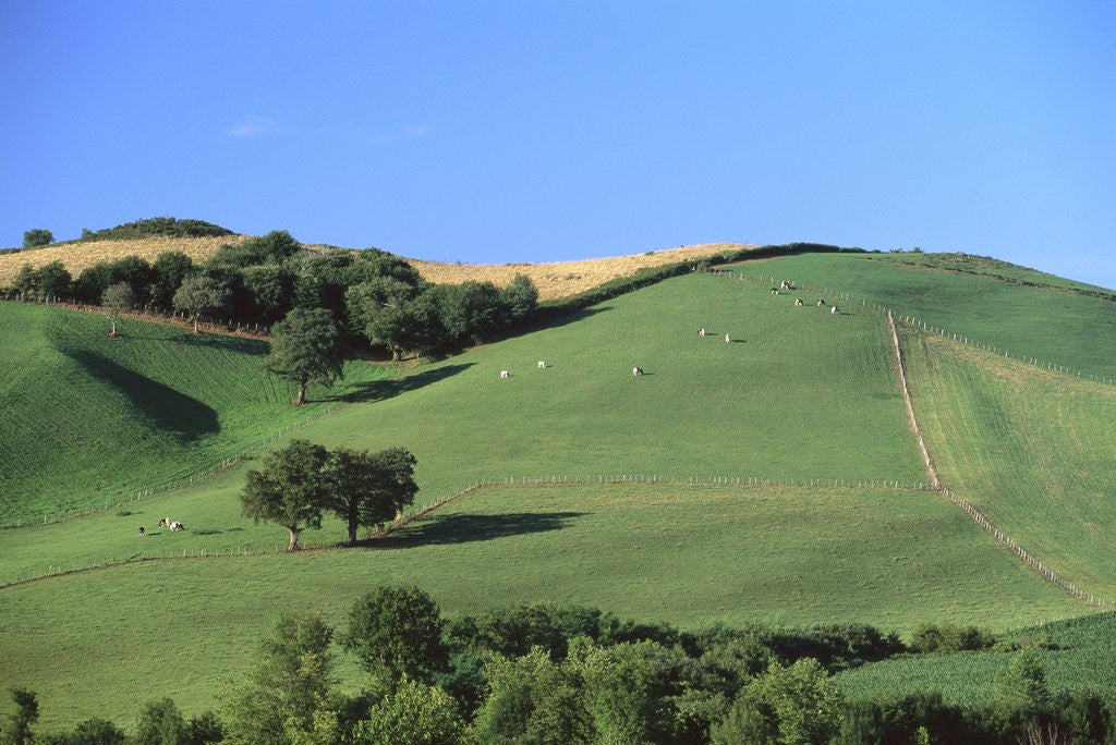 Detail of Cattle Grazing on Hillside by Anonymous