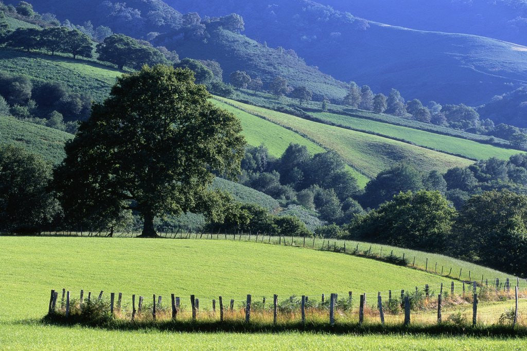 Detail of Pays Basques Countryside by Anonymous