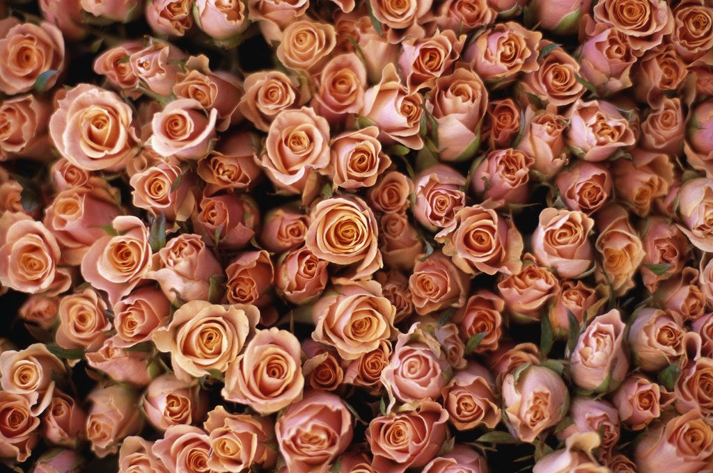 Detail of Pink Roses at Albert Kuyp Market by Corbis