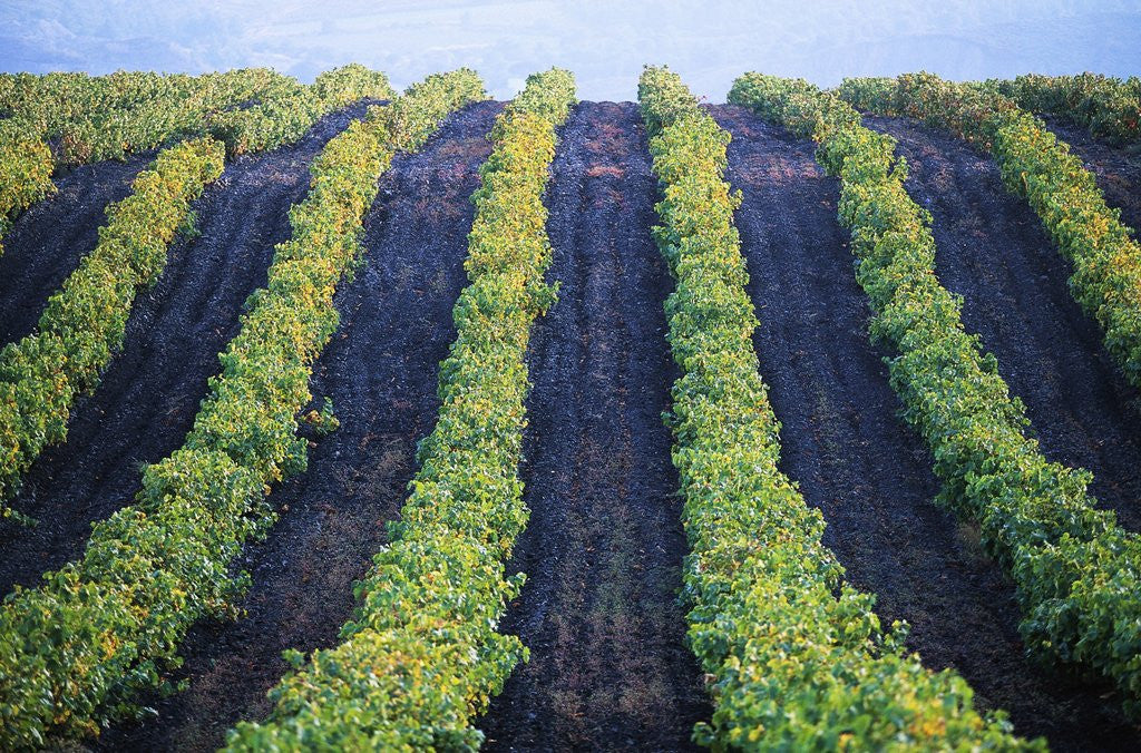 Detail of Vineyard of Domaine du Mas Cremat by Anonymous