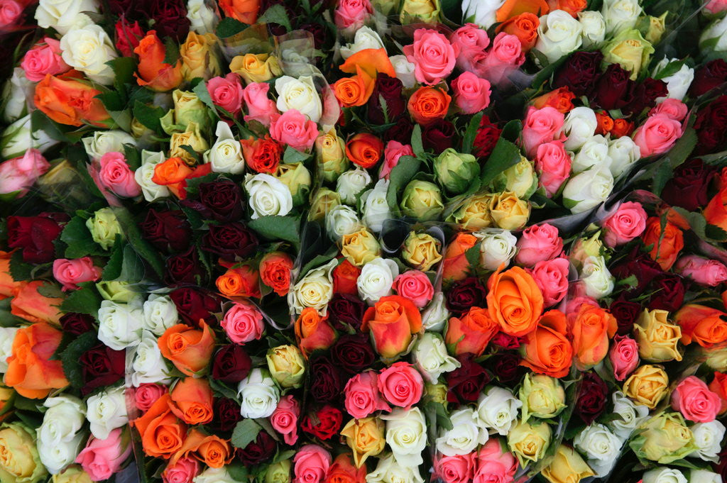 Detail of Roses at Albert Kuyp Market by Anonymous