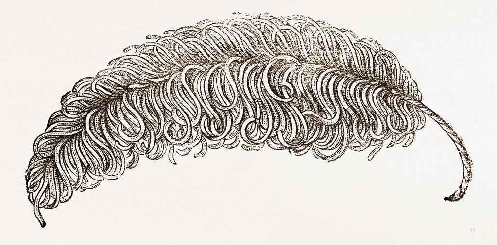 Detail of Imitation Feather by Anonymous