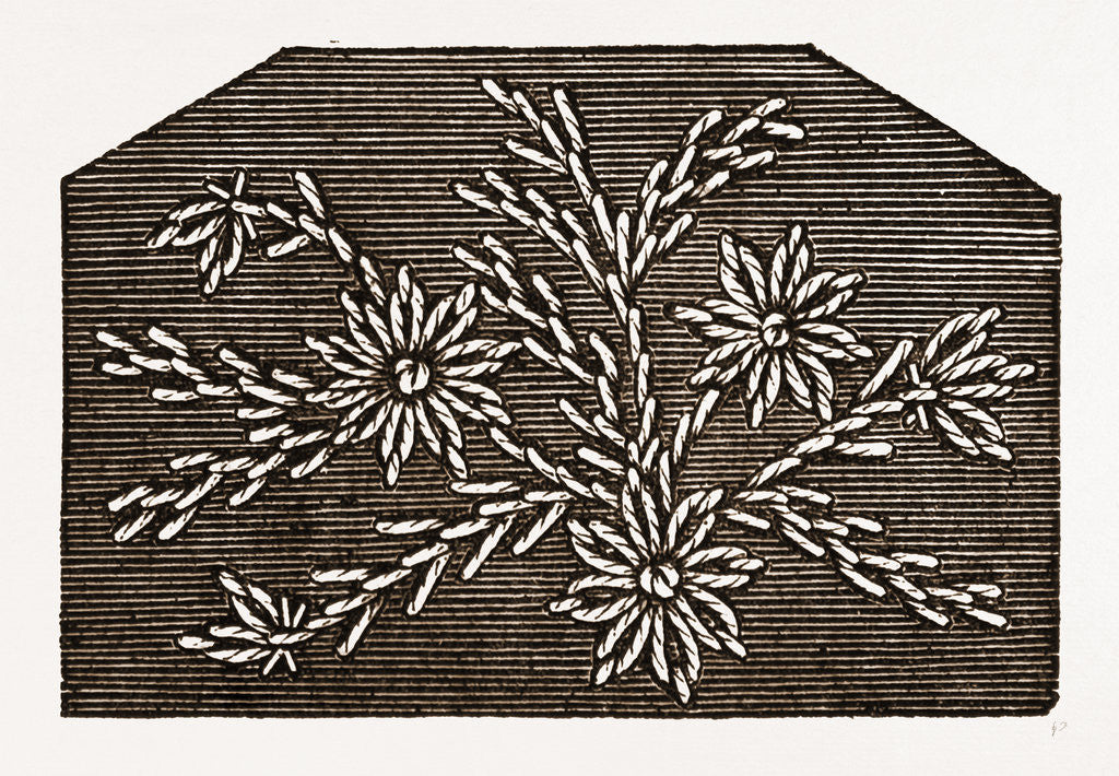Detail of Needlework by Anonymous