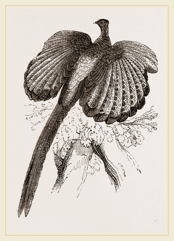 Detail of Argus Pheasant by Anonymous