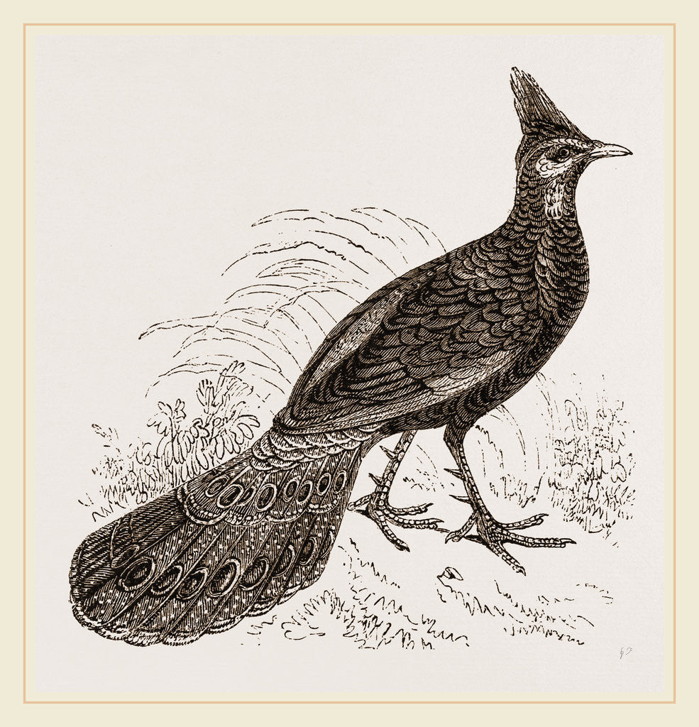 Detail of Thibet Peacock-Pheasant by Anonymous