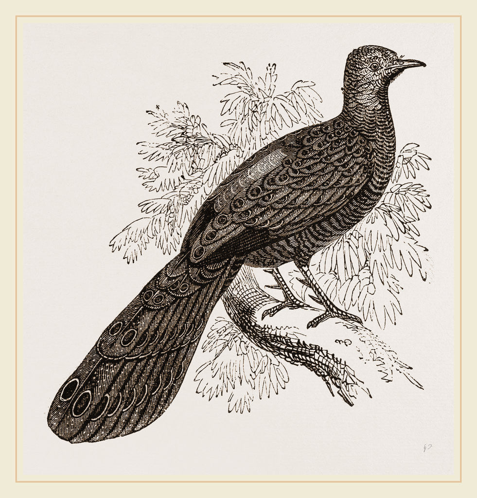 Detail of Thibet Peacock Pheasant by Anonymous