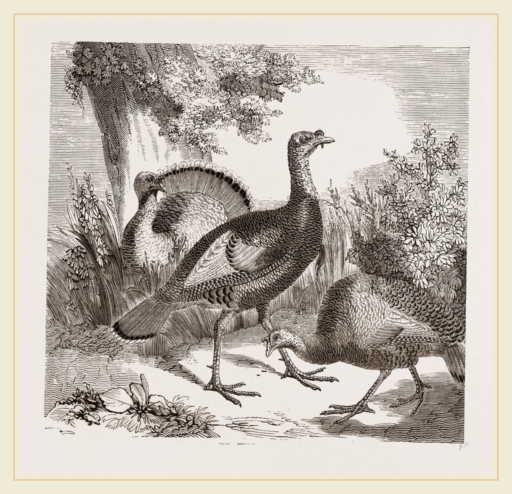 Detail of Wild Turkeys by Anonymous