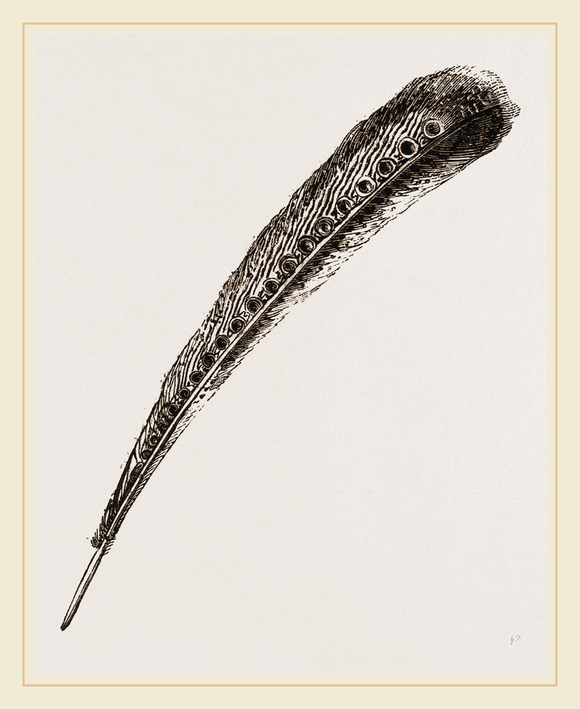 Detail of Secondary Quill-Feather of Argus Pheasant by Anonymous