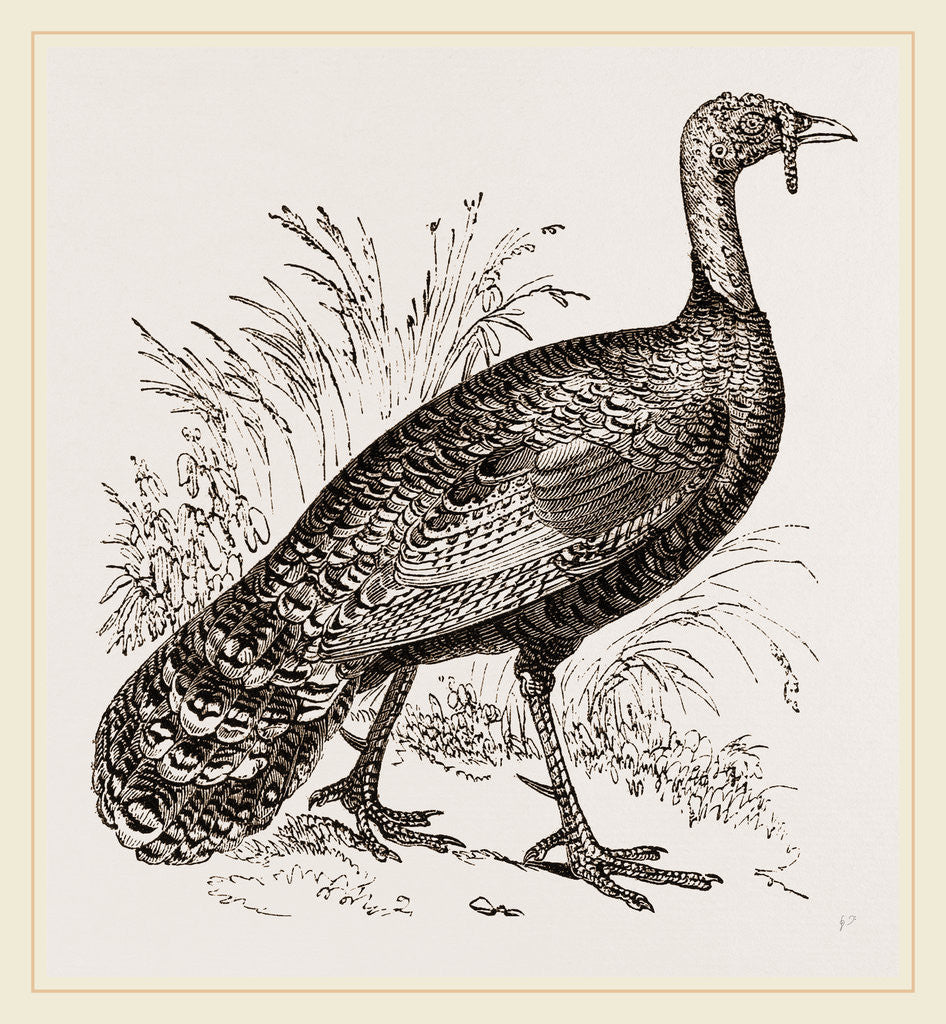 Detail of Honduras Turkey by Anonymous