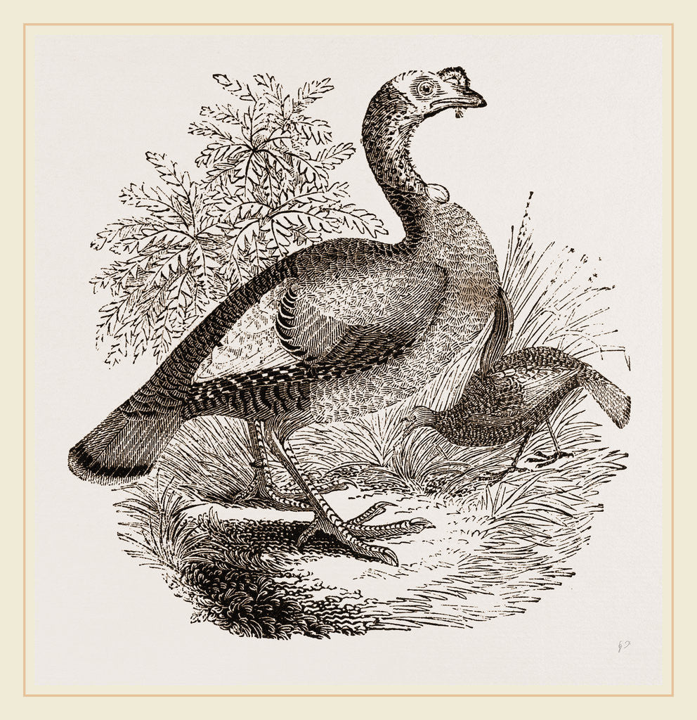 Detail of Wild Turkey and Young by Anonymous
