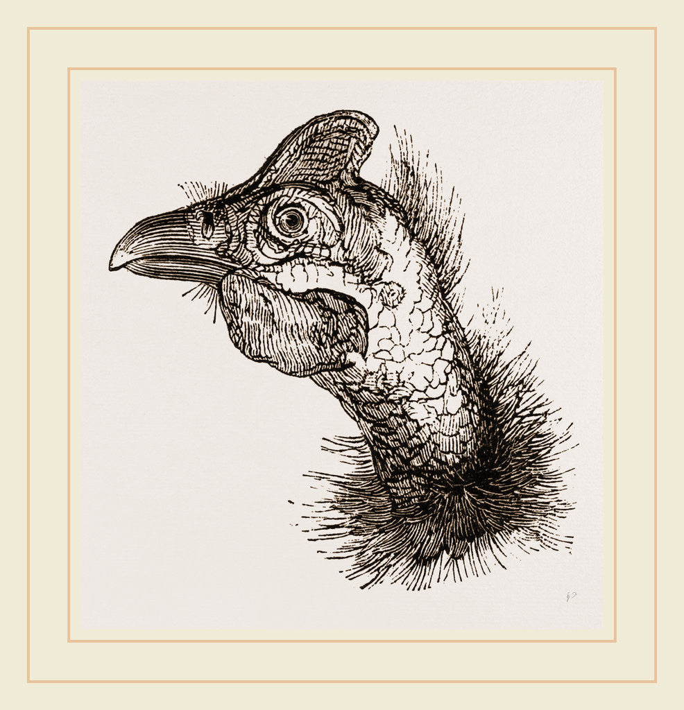 Detail of Head of Guinea-Fowl by Anonymous