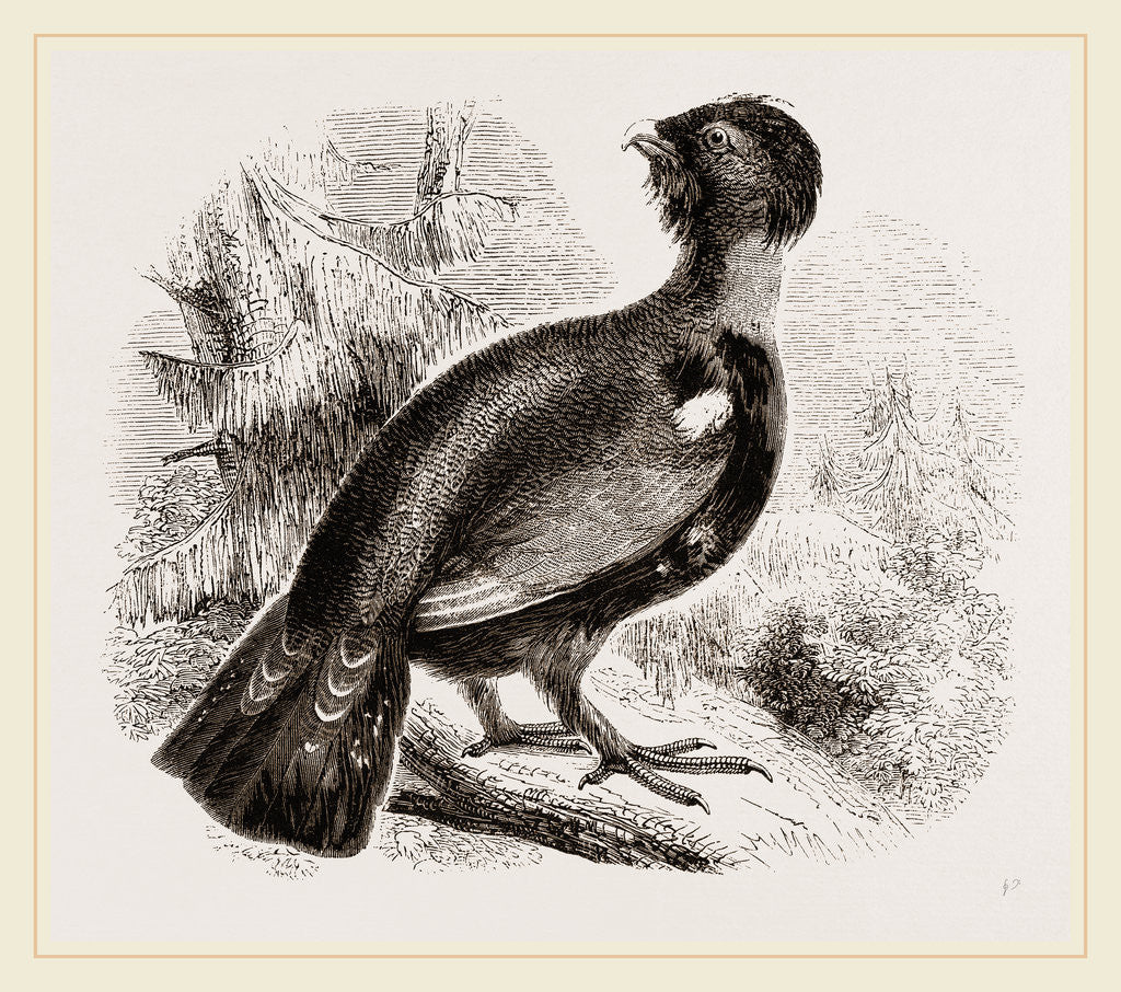 Detail of Capercaillie by Anonymous