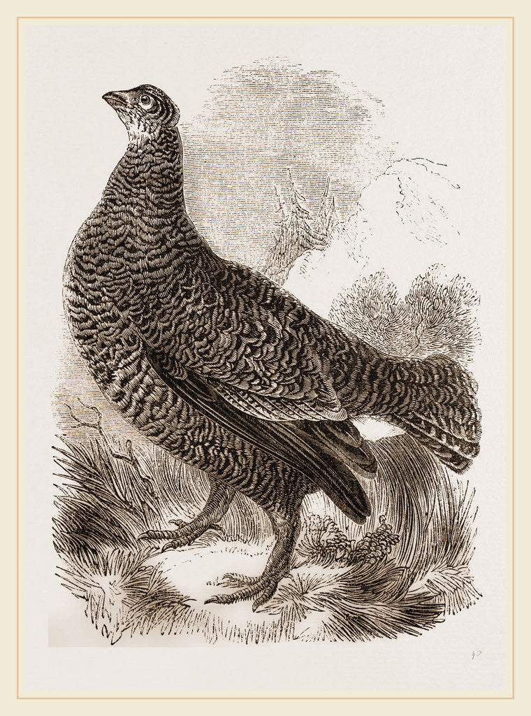 Detail of Black Grouse Female by Anonymous