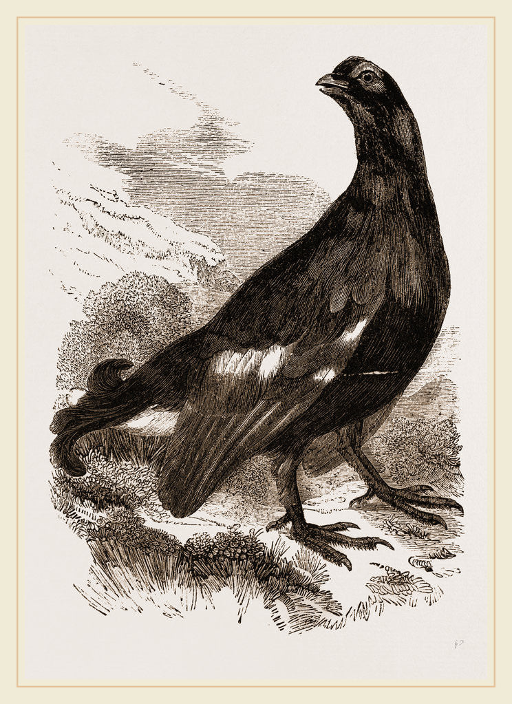 Detail of Black Grouse Male by Anonymous