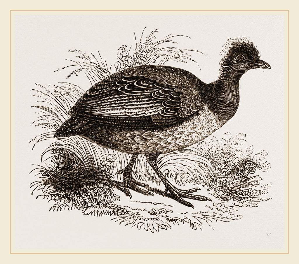 Detail of Crested Guinea-Fowl by Anonymous