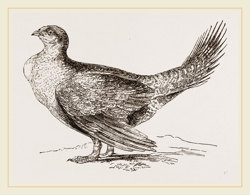 Detail of Cock of the Plains by Anonymous