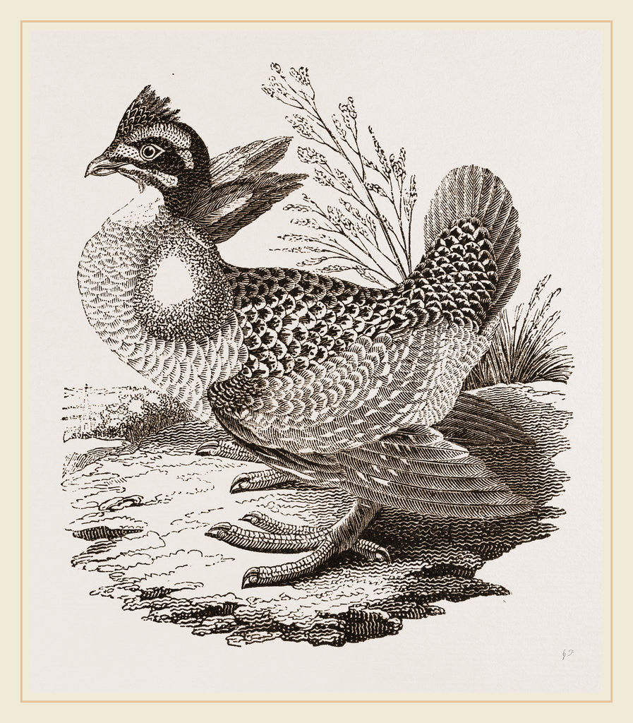 Detail of Finnated Grouse by Anonymous