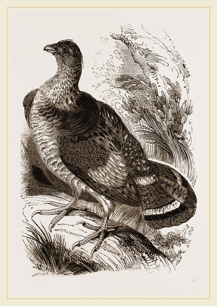 Detail of Ruffed Grouse by Anonymous