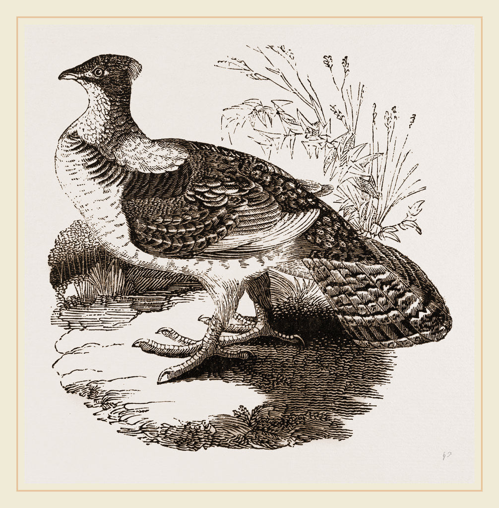 Detail of Ruffed Grouse by Anonymous