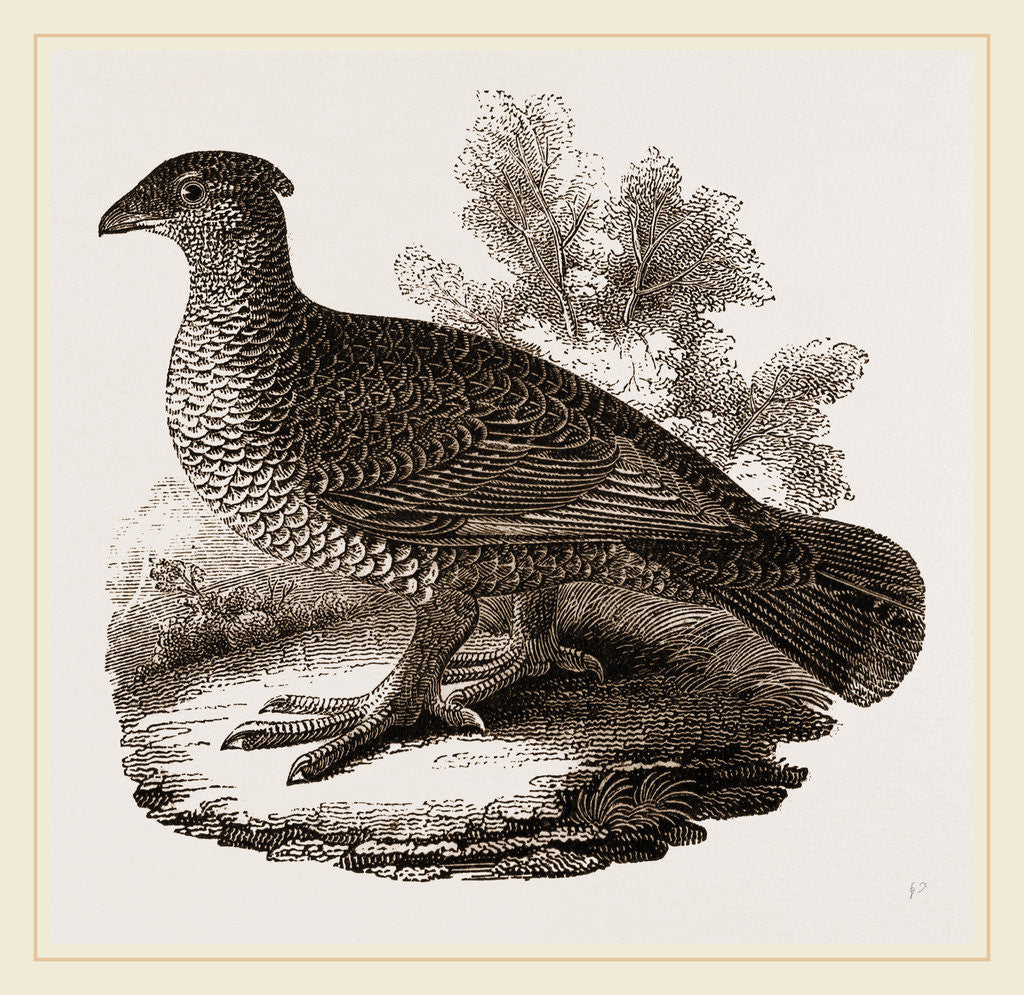 Detail of Dusky Grouse by Anonymous