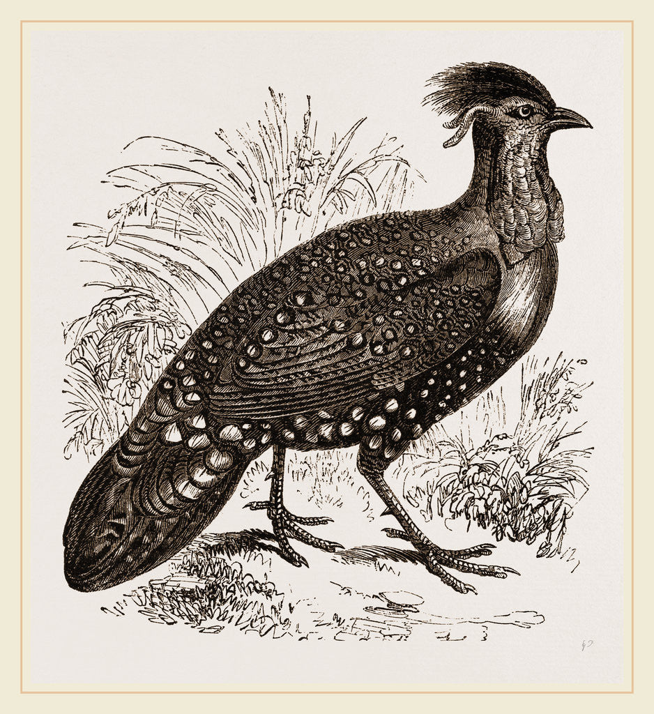 Detail of Hastings' Horned Pheasant Male by Anonymous