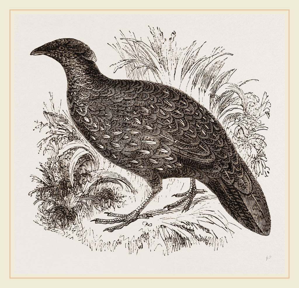 Detail of Hastings' Horned Pheasant Female by Anonymous