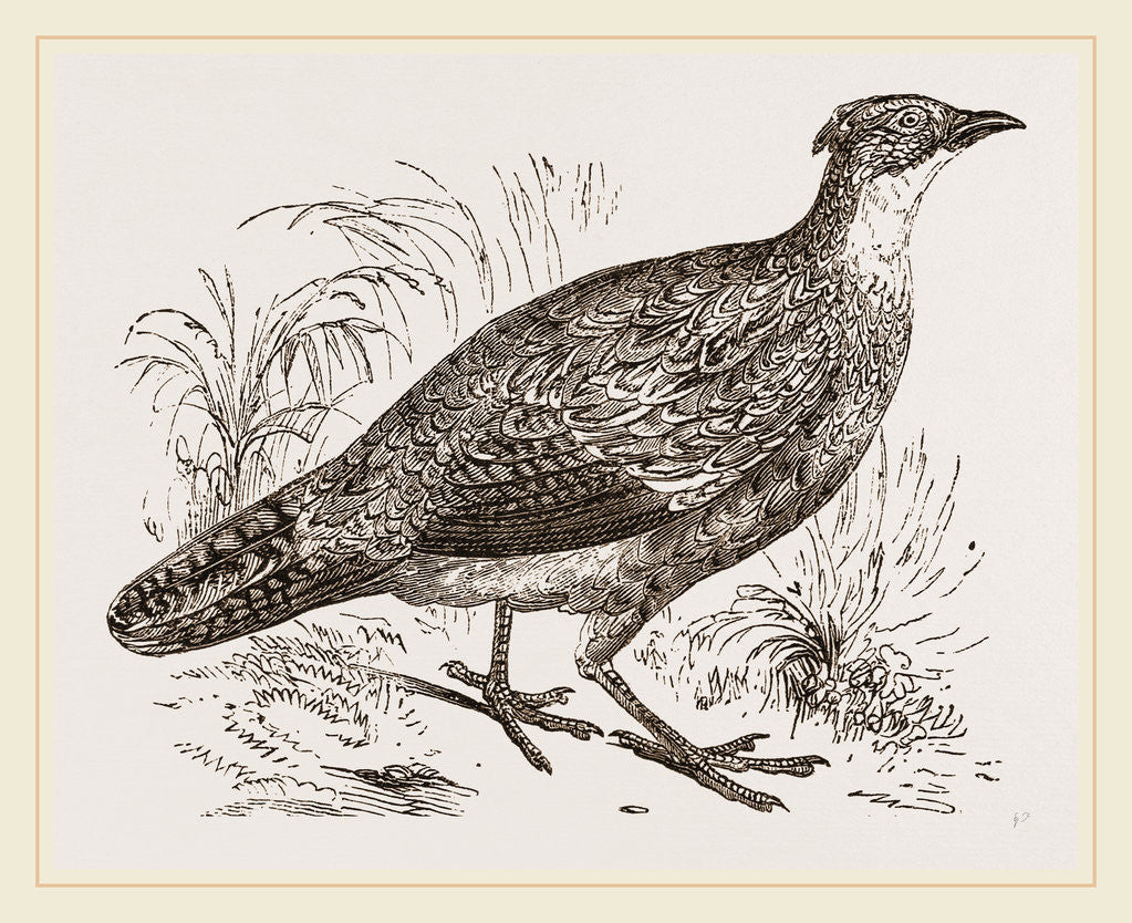 Detail of Impeyan Pheasant Female by Anonymous