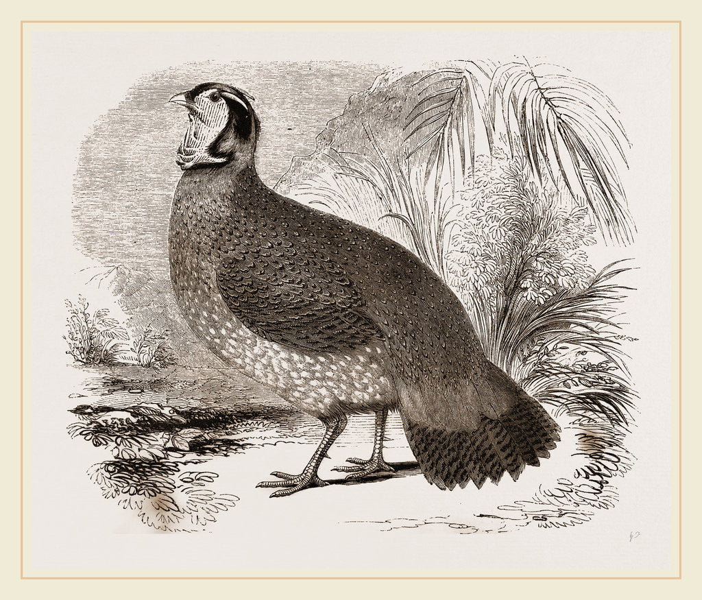 Detail of Temminck's Horned Pheasant by Anonymous