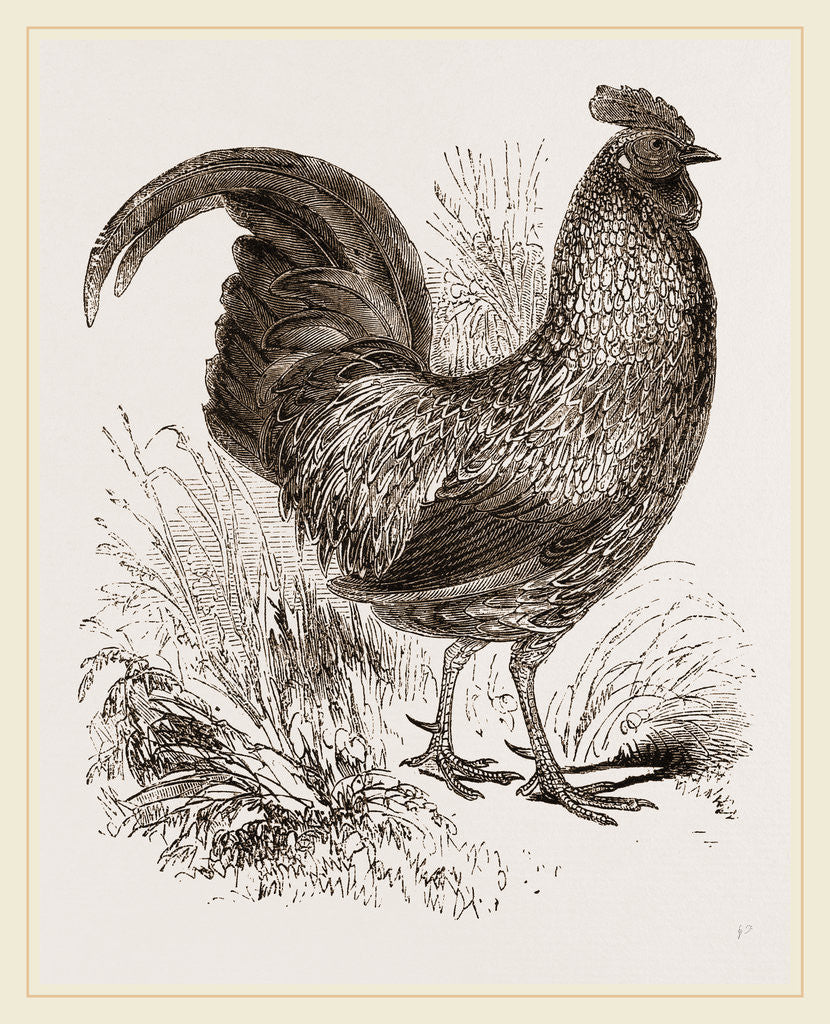 Detail of Sonnerat's Jungle-Fowl Male by Anonymous