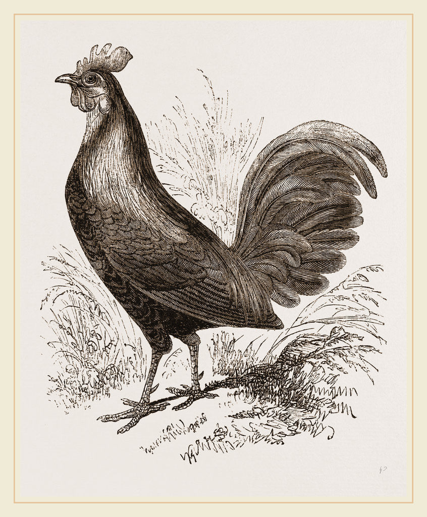 Detail of Bankiva Jungle Fowl by Anonymous